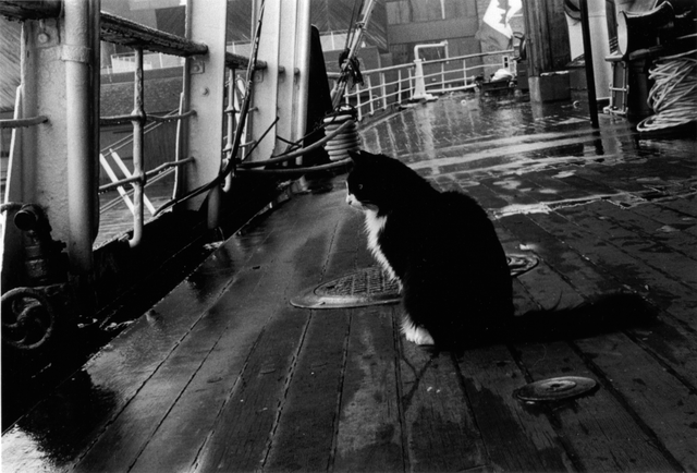 the ships cat on board the css acadia image via gregory mackenzie cc 3 0 1024x694 3ad29