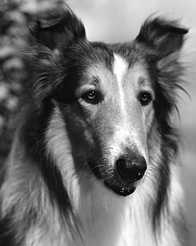 pal as lassie close up 1942 471d2