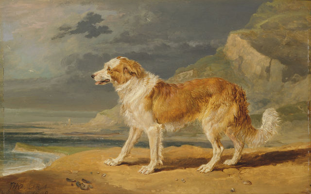 rough coated collie by james ward 1809 f9a38