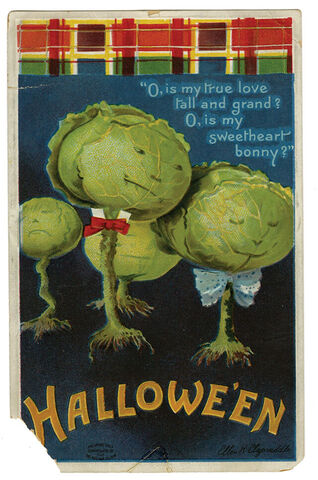 cabbage Layola Marymount f6782
