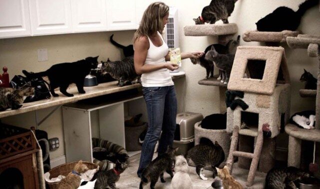 crazy cat lady picture